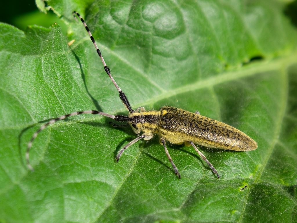 Agapanthia dahli (Richter, 1821)